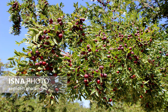 عناب برای ایران...