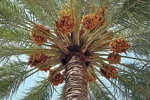 بوشهر، سومین استان تولیدکننده خرما در کشور است بوشهر، سومین استان تولیدکننده خرما در کشور است