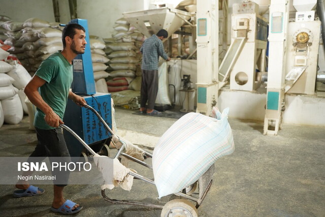 مه و خورشید و فلک به نفع برنج مازندران