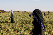 نقش حیاتی تولید نشا در کشاورزی مدرن