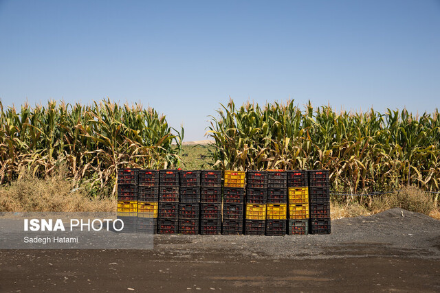 خسارت تگرگ به ۴۰۰ هکتار از مزارع گوجه‌فرنگی دیّر