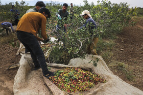 برداشت پسته از باغات کرمان