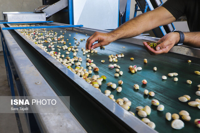 باز شدن جای پای پسته سیستانوبلوچستان در بازارهای جهانی