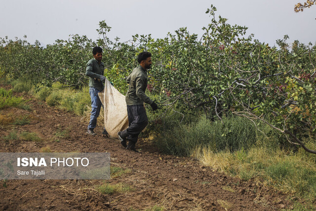 خاموشی چاه موتورها مانع افزایش تولید پسته در سبزوار شد