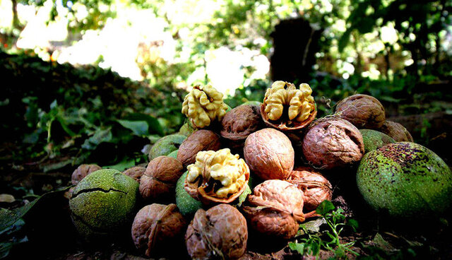 نشان ویژه ‌گردوی‌ تویسرکان آبان ماه امسال رونمایی می‌شود