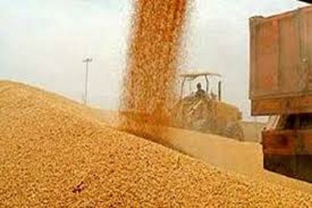 گندم یارانهای صرفاً برای مصارف خبازی گندم یارانهای صرفاً برای مصارف خبازی