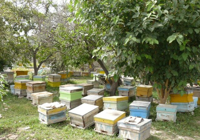 عکس تزئینی است رتبه چهاردهم تولید عسل کشور در خراسان شمالی / برنامهریزی برای ارتقای جایگاه استان