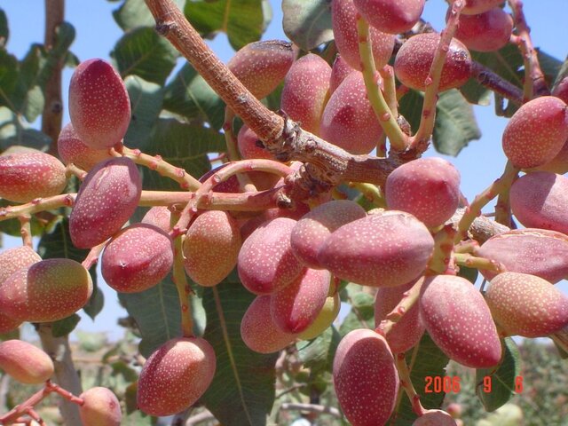 برداشت ۱۳۵۰ تن پسته از باغات اسکو برداشت ۱۳۵۰ تن پسته از باغات اسکو