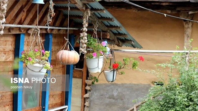 بر فراز آشیانه کاکاییها +ویدیو