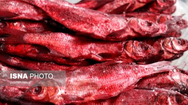 بر فراز آشیانه کاکاییها +ویدیو