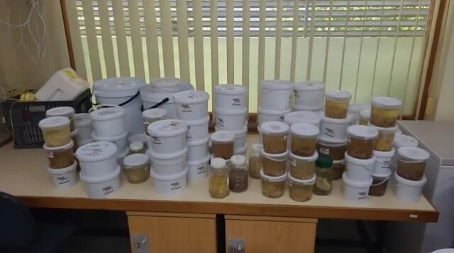 شیوع «هاری» در پستانداران دریایی برای اولینبار در جهان