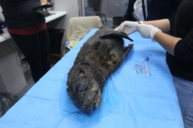 شیوع «هاری» در پستانداران دریایی برای اولینبار در جهان