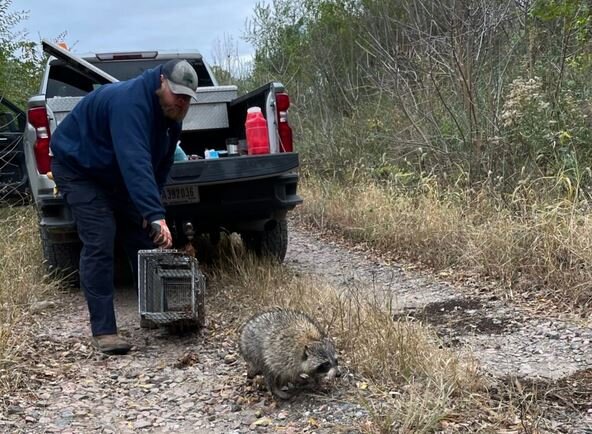 شیوع «هاری» در پستانداران دریایی برای اولینبار در جهان