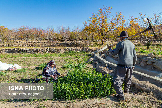 آغاز سرشماری عمومی کشاورزی در کرمانشاه از ۱۲ آبان/ ۴۰۰ نفر پای کارند