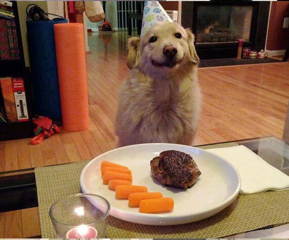 آسیبهای اجتماعی نگهداری از سگ و گربه به جای فرزند