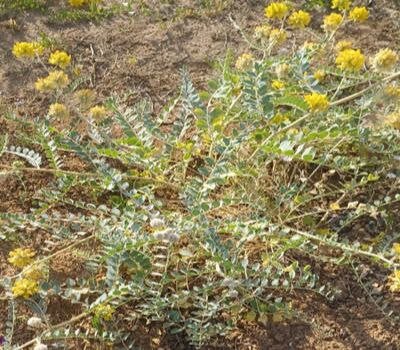 عکس تزیینی است گونه اقتصادی «گون کرندی» منبعی برای تولید علوفه و احیای مراتع