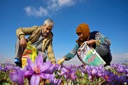 فصل برداشت زعفران در خراسان شمالی با طعم نگرانی از ال نینو