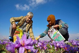 برداشت زعفران همچنان به صورت دستی انجام می‌شود