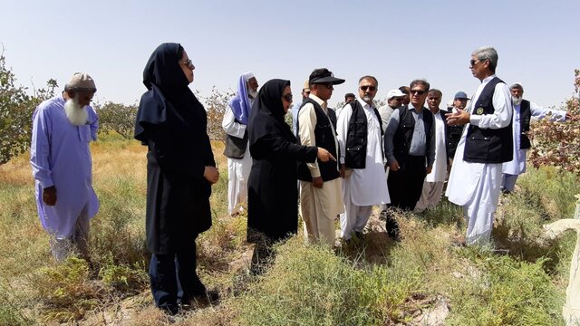 برگزاری کاروان ترویج بهرهوری ویژه الگوی کشت ملی در ۲۶ شهرستان سیستانوبلوچستان برگزاری کاروان ترویج بهرهوری ویژه الگوی کشت ملی در ۲۶ شهرستان سیستانوبلوچستان
