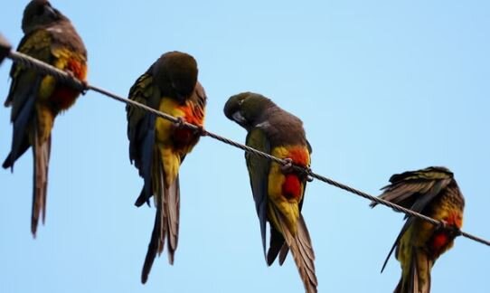 عکس: رویترز هجوم طوطیها به شهری در آرژانتین