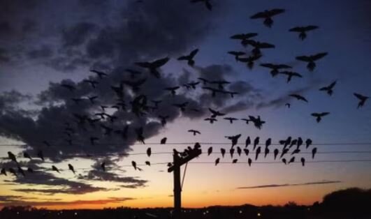 هجوم طوطیها به شهری در آرژانتین