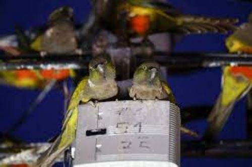 هجوم طوطیها به شهری در آرژانتین