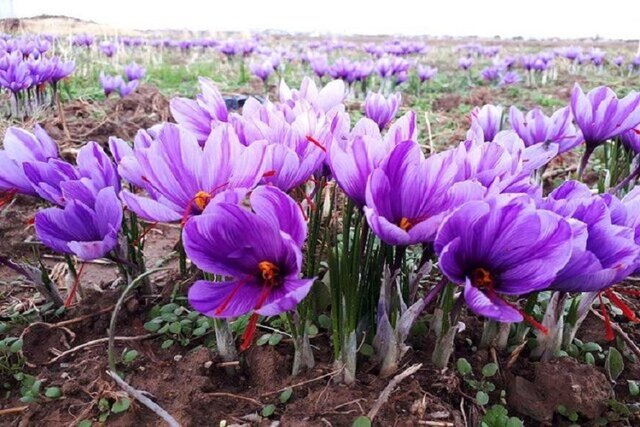 ثبت برند جهانی زعفران در ۶۰ کشور دنیا پیگیری میشود ثبت برند جهانی زعفران در ۶۰ کشور دنیا پیگیری میشود