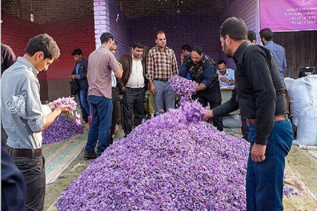 بازگشت رنگ و لعاب ارغوانی ‌به مزارع طلای سرخ خراسان شمالی