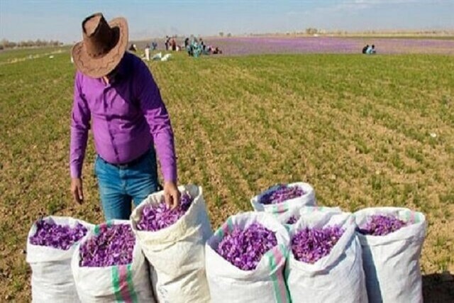 بازگشت رنگ و لعاب ارغوانی ‌به مزارع طلای سرخ خراسان شمالی