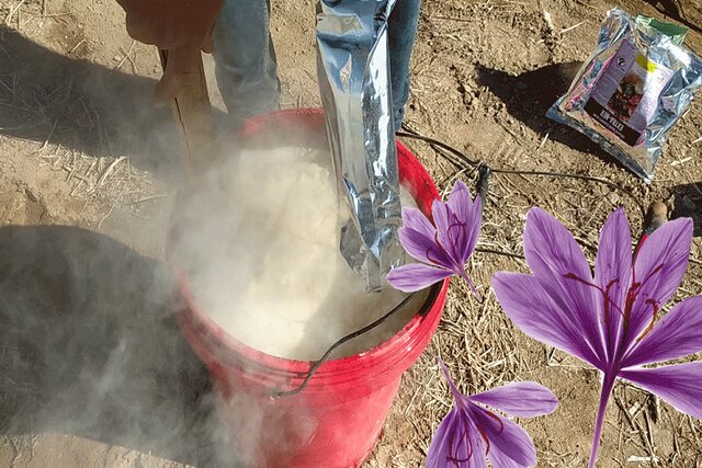 بازگشت رنگ و لعاب ارغوانی به مزارع طلای سرخ خراسان شمالی