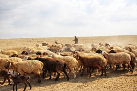 دام سالم تضمین کننده بخش مهمی از امنیت غذایی جامعه است