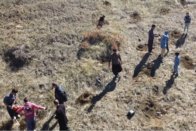 بخشی از نهالهای دالاهو فرزندان تو هستند