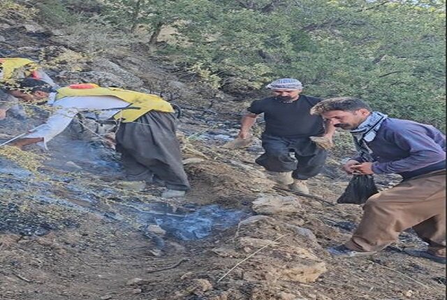 بخشی از نهالهای دالاهو فرزندان تو هستند