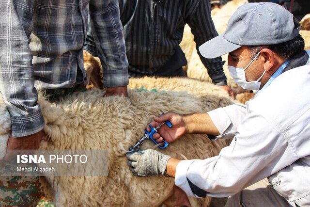 ورود و کنترل هر بیماری دامی تا ۲۰ هزار میلیارد تومان خسارت دارد ورود و کنترل هر بیماری دامی تا ۲۰ هزار میلیارد تومان خسارت دارد