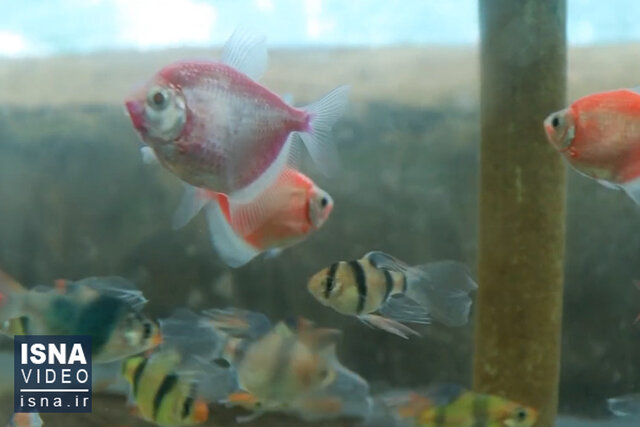 ویدیو/ پرورش ماهیان زینتی در گیلان؛ دریچهای به بازارهای جهانی ویدیو/ پرورش ماهیان زینتی در گیلان؛ دریچهای به بازارهای جهانی