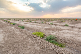 بیابان زدایی و ایجاد کمربند سبز در نیشابور