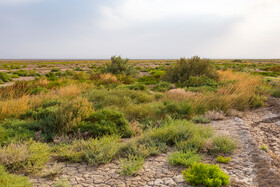 بیابان زدایی و ایجاد کمربند سبز در نیشابور