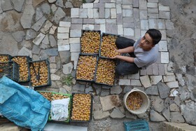 سومین جشنواره آلو حیدره‌ی قاضی خان