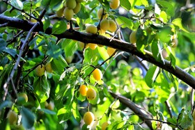 سومین جشنواره آلو حیدره‌ی قاضی خان