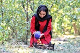 سومین جشنواره آلو حیدره‌ی قاضی خان