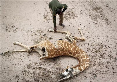 در باغ وحشهای ایران چه خبر است؟ در باغ وحشهای ایران چه خبر است؟