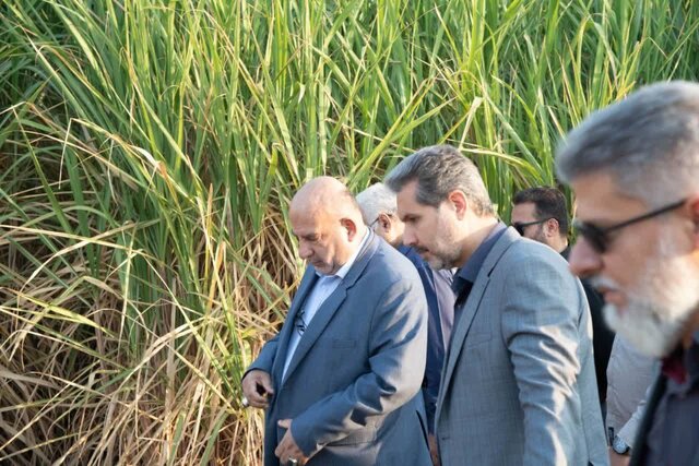 برداشت نیشکر در خوزستان آغاز شد/ پیشبینی تولید بیش از ۷۰۰ هزار تن شکر  برداشت نیشکر در خوزستان آغاز شد/ پیشبینی تولید بیش از ۷۰۰ هزار تن شکر