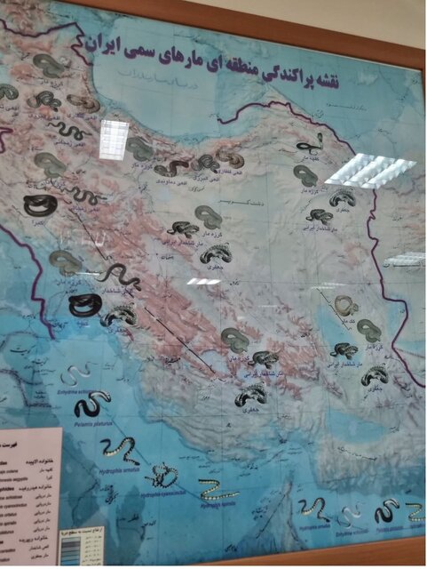 جلوگیری از تلفات سالانه ۱۰ هزارنفری با تولید پادزهرمار و عقربهای سمی