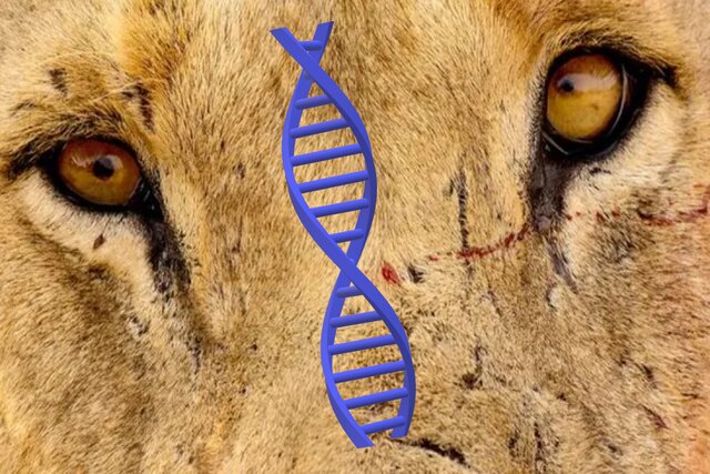 اسراری که با بررسی «DNA» شیرهای انسانخوار فاش شد اسراری که با بررسی «DNA» شیرهای انسانخوار فاش شد