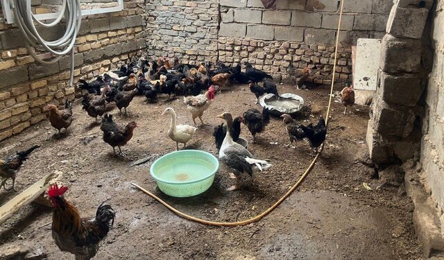 توسعه اشتغال خانوارهای روستایی در منطقه سیستان توسعه اشتغال خانوارهای روستایی در منطقه سیستان