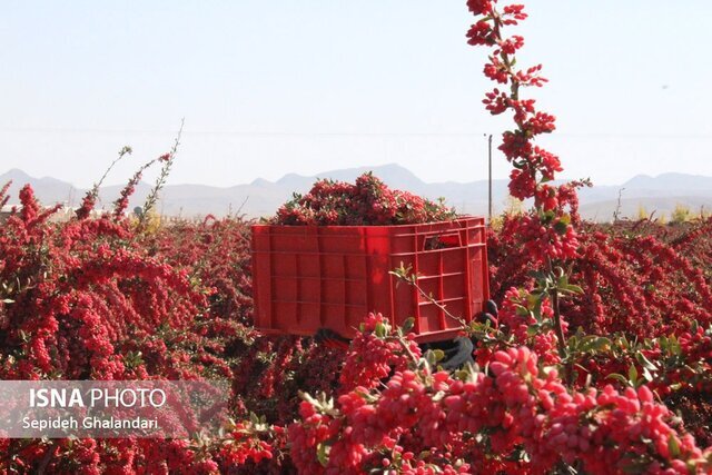 سارقان ۹۰۰ کیلو زرشک در قاینات دستگیر شدند سارقان ۹۰۰ کیلو زرشک در قاینات دستگیر شدند