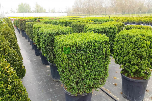 گل باغچهای چهار فصل کدامند