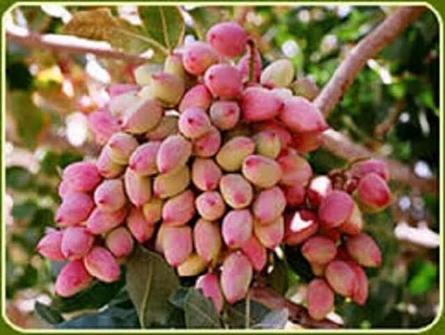 برگزاری روز مزرعه پسته در جنوب کرمان برگزاری روز مزرعه پسته در جنوب کرمان