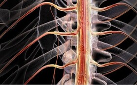 رفع آسیب‌های نخاعی به کمک بینی!