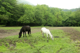 جنگل های هیرکانی